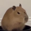 rylee_shower's profile picture. loves zoom trolling