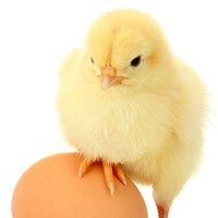 ChickenEngineer(@ChickenEngineer) 's Twitter Profileg