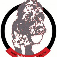 Vida de Perros (@vidadeperrosmx) 's Twitter Profile