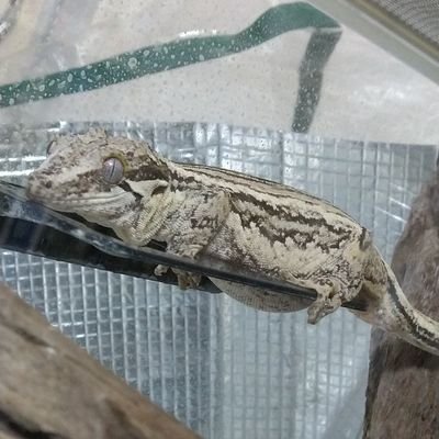sasami_flyai's profile picture. カリフォルニアキングスネークのはじめちゃん、ガーゴイルゲッコーの白滝ちゃん、墨垂君と暮らしてます