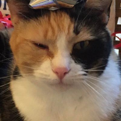 niccinin's profile picture. I have no idea what I will be when I grow up