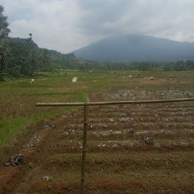 AhmadSu81086899's profile picture. 