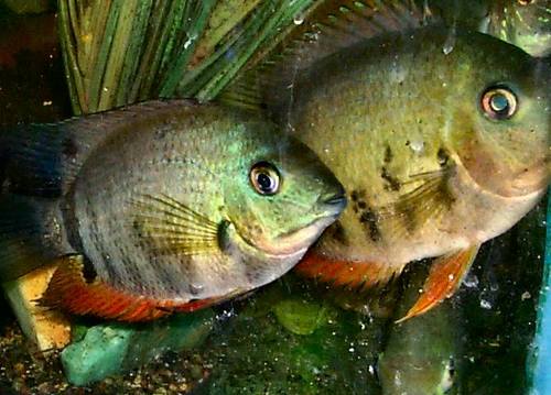 SAFISHES's profile picture. nature conservation environment ecology education