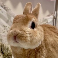 ใใใใฎใคใฐใใกใใ๐ฐ๐ (@tsubacon) 's Twitter Profile Photo ใใใใฎใคใฐใใกใใ๐ฐ๐ (@tsubacon) 's Twitter Profile Photo