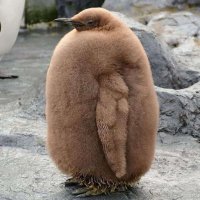 OEDIPALISATION AT INSEMINATION (@phophing2) 's Twitter Profile