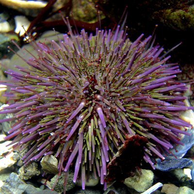 echinoderms_otd's profile picture. murch fan
echinodermata wannabe