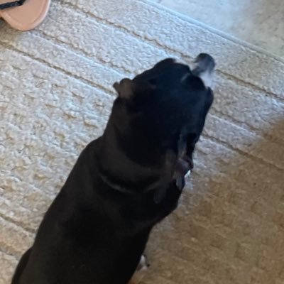 rogdog04's profile picture. 