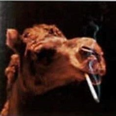 TheH8Camel Profile Picture