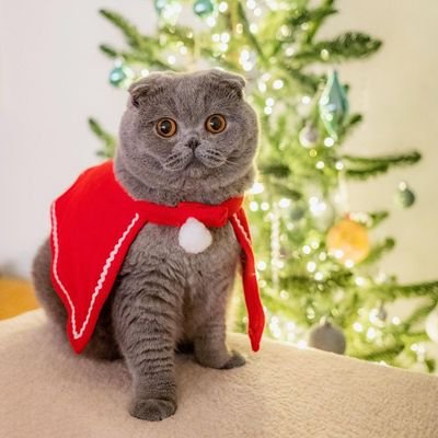 If you are fond of Cats & Kittens,🐾you can follow us as we have a great affection towar 😻🐈⬛
👇👇👇My Web Site 👇👇👇