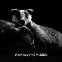 Bawdsey Hall Wildlife Photography Hides (@bawdseyhides) 's Twitter Profile