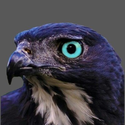 HawkMcAdam's profile picture. I like vtubers. And art, particularly of the anime style.