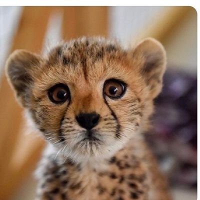 RamyadMZ's profile picture. 