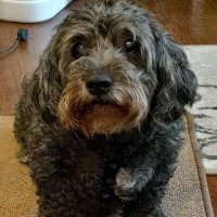 pam babcock (@pambabcocktruth) Twitter profile photo