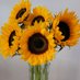 Angie DeJong ๐บ๐ธ๐บ๐ฆ๐๐ (@angiedejong) Twitter profile photo Angie DeJong ๐บ๐ธ๐บ๐ฆ๐๐ (@angiedejong) Twitter profile photo