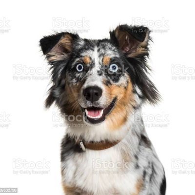 stock_photo_dog's profile picture. woof! arf! bow wow!

(I'm your dog on the internet!)