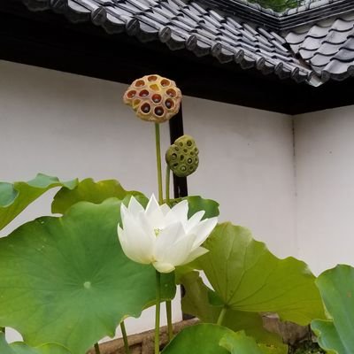 ご訪問ありがとうございます。花の写真中心の雑多垢です。犬好きですが現在飼えないため、人様の画像で癒されております。低浮上、無言フォロー失礼します。DMお断りしております。