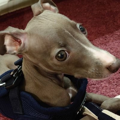 イタグレを飼い始め、イタグレの魅力にどハマリした沼太郎と言います。愛犬の名前はジョンです。
故先住犬との違いに悪戦苦闘の毎日！イタグレジョンの日々の行動、作った犬服などを徒然と書いていく垢♪無言フォロー失礼します
イタグレ以外にも車やゲームその他もろもろ呟きます