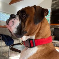 Dave Boyer (@daveyduckb) 's Twitter Profile