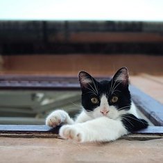 AalyahC41198178's profile picture. 