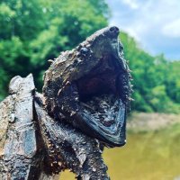 Dr. Andy Coleman(@AlabamaTurtles) 's Twitter Profileg