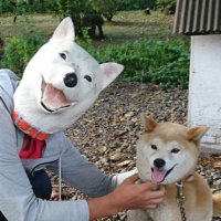 πΆγγγγγπΆ (@issk_wanko) 's Twitter Profile
