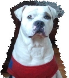 Working online is not easy, one has to work hard like a bulldog, especially in the beginning but it has its great rewards... http://t.co/1XS1l0SsmK