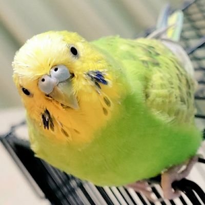 Eiichiros5003's profile picture. Nature🌿Animal🐶🐱Coffee☕Radio📻Movie🎬
Travel♨Camping🏕|📻FM横浜,J-Wave|セキセイインコ メイ🐦♀2011.5.20-2022.6.30虹の橋へ🌈       
ラジオ、旅行、自然、動物、小鳥、スポーツetc.日常の出来事を緩く呟いてます。