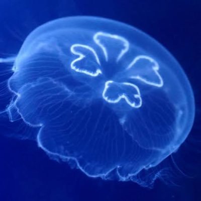 くらげぇさんのプロフィール画像