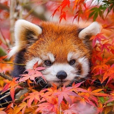 SilverCover0317's profile picture. • Tired undergrad •