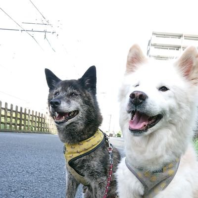 保護犬🐶保護猫🐈と一緒に暮らす動物大好きおじさんです。 老犬ホーム設立の為日々勉強中❗料理が趣味、晩酌（日本酒・ビール）好き、スポーツ観戦、音楽、暗号資産✨○ペット業界15年○サラリーマン○埼玉所沢市○保護犬保護猫との生活も15年◯出会いを大切に◯ときどきペットに関するブログ「タロハルブログ」書きます。