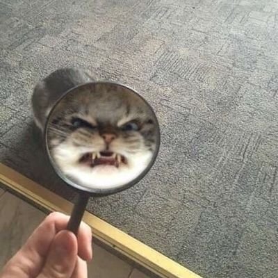 ocitonema's profile picture. here we go again