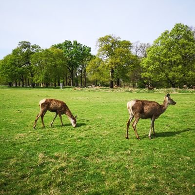 ChloeGu3's profile picture. Gooey6