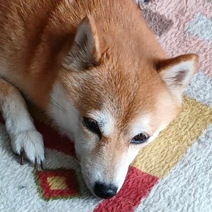 jhinjhinさんのプロフィール画像