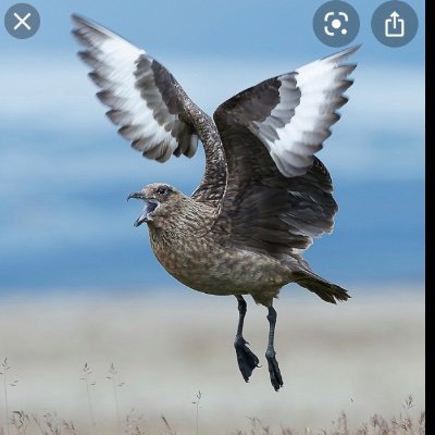 The_Great_Skua Profile Picture