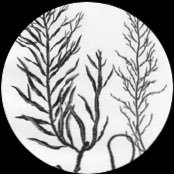 Fucalean Forests (@fucaleanforests) 's Twitter Profile Photo Fucalean Forests (@fucaleanforests) 's Twitter Profile Photo