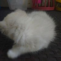 @yowsoyummy (@yowsoyummy) 's Twitter Profile