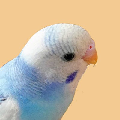 asa_kazu00's profile picture. アニメーター／主に原画をしています。
アクション作監や演奏作監、プロップ・メカデザインも少々
あとカメラも好き（PENTAX / LUMIX / oldlens）