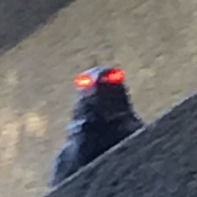 Robo_Universe's profile picture. 