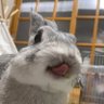 PetitPupihana's profile picture. 無言フォロー歓迎！無言フォロー失礼します💦先代🐰華ちゃん♀2011/12/01〜2019/8/30、現役🐰ちょび君♂2018/10/15生・2019/12/5里親としてお迎え、今日も元気いっぱいのちょび君です！！#バニーズエンターテインメント 所属