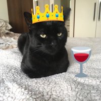 Guinness the Black Cat 🐈⬛ (@guinness_gcat) 's Twitter Profile