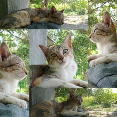 Duck_Rin6's profile picture. -🌸Gfriend stan only🌸- Gfriend is like a rainbow they consist of different unique colors that shines all over and they shine brighter when they are together🌈