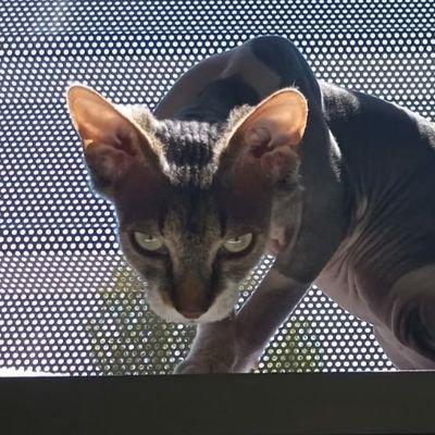 krhonna1's profile picture. 