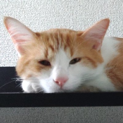 yuudai13's profile picture. CGディレクター　アニメーター　
制作事例やメモや猫など　お仕事ご依頼はDMにて
CGディレクター
アークナイツ【黎明前奏/PRELUDE TO DAWN】
アークナイツ【冬隠帰路/PERISH IN FROST】
アークナイツ【焔燼曙明/RISE FROM EMBER】