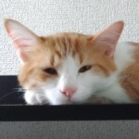 上野ユウダイ (@yuudai13) 's Twitter Profile Photo 上野ユウダイ (@yuudai13) 's Twitter Profile Photo