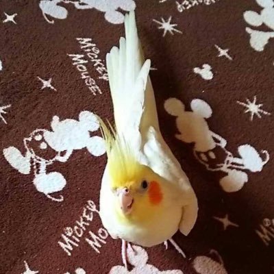 🐥Cockatiel🐥 🐦Midna：2007年4月生🌈 🐤Link：2007年4月生 🐤Zelda：2007年7月生🌈 🐦Haku：2022年5月生 🐤Luti：2022年5月生🌈 🐤Colti：2022年5月生 🐤Ray：2022年5月生