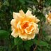 Fiona Adams (@sober_scorpio) Twitter profile photo