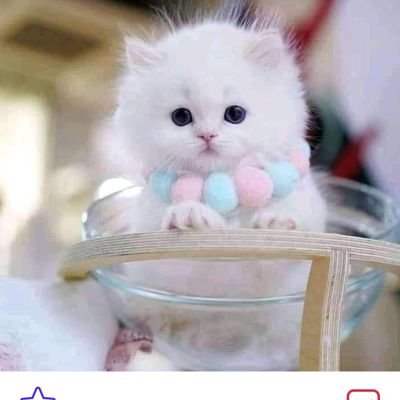 summychika's profile picture. Disability is not incapability. Support people with disability👍