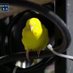 TheRallyParakeet #LFGM (@parakeet_rally) Twitter profile photo TheRallyParakeet #LFGM (@parakeet_rally) Twitter profile photo