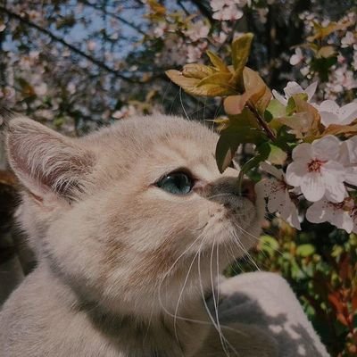Meong