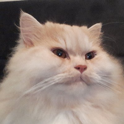 I am a fluffy Persian cat that loves to make games.